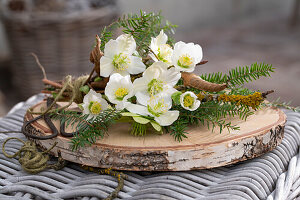 Christmas rose arrangement (Helleborus Niger) with fir branches on wooden plate