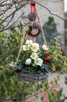 Christmas roses (Helleborus niger) and coral bush (Solanum pseudocapsicum) in hanging baskets in the garden with cones