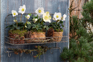 Christmas roses (Helleborus niger) in pots on wall shelf, with pine cones (Pinus), snow