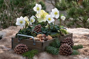 Table decoration with Christmas roses (Helleborus niger), moss, cones, fir branches, and nuts