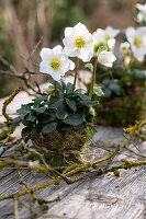 Tischdekoration mit Christrosen, (Helleborus Niger) in Moos umwickelte Töpfe und Zweige