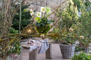 Hanging candleholder with Christmas roses (Helleborus niger), moss, cones, and lantern