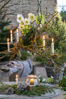 Hängender Kerzenhalter mit Christrosen (Helleborus Niger),  Moos, Zapfen und Windlicht