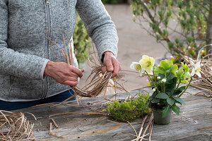 Blumentopf mit Christrose, (Helleborus Niger), mit Moos und Chinaschilf (Miscanthus) natürlich umwickelt