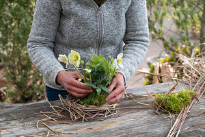 Pots with Christmas roses naturally wrapped with moss and Chinese reed