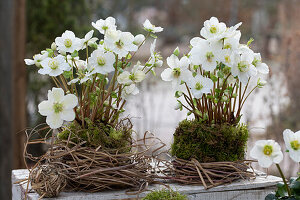 Blumentöpfe mit Christrosen, (Helleborus Niger), mit Moos und Chinaschilf (Miscanthus) natürlich umwickelt