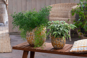 Birch fig (Ficus benjamina) and ornamental asparagus (Asperagus) in pots