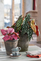 Polka dot begonia (Begonia maculata) and Begonia beleaf 'Inca Flame'