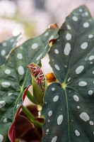 A polka dot begonia leaf unfurling (Begonia maculata), detail