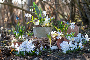 Snowdrops (galanthus), sprtriped squill, Pushkinia (Puschkinia scilloides), grape hyacinths (Muscari), spring flowers in the garden