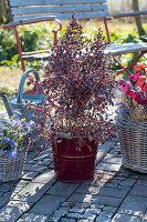 Balkan anemone, Coprosma, Christmas roses (Helleborus) in pots