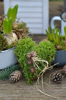 Moss heart decorated with larch cones