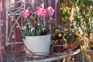 Blecheimer mit rosa Christrosen 'Winterangel' (Helleborus orientalis) und Schneeglöckchen (Galanthus nivalis)