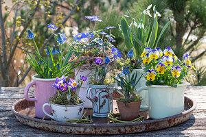 Balkan anemone (Anemone blanda), horned violet (Viola cornuta), crocus, snowdrops (Galanthus) and grape hyacinths (Muscari) in pots