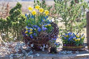 Daffodils (Narcissus), horned violets (Viola cornuta), balkan anemone (Anemone blanda), grape hyacinths (Muscari), in flower basket and catkin willow (Salix caprea)