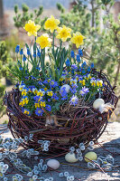Daffodils (Narcissus), horned violets (Viola cornuta), Balkan anemone (Anemone blanda), grape hyacinths (Muscari), catkin pussy willow (Salix caprea) and Easter decoration