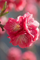Flowering peach tree (Prunus persica)