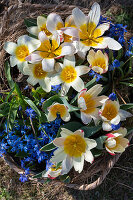 Water lily tulip (Tulipa kaufmanniana), grape hyacinth (Muscari), and Siberian squill (Scilla) in wicker basket