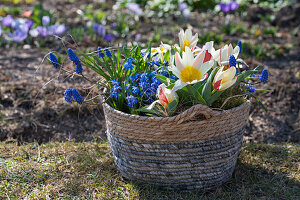 Water lily tulip (Tulipa kaufmanniana), grape hyacinth (Muscari), and blue star (Scilla) in wicker basket