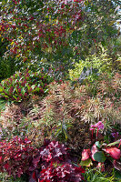 Vielfarbige Wolfsmilch (Euphorbia polychroma), Skimmia, Spindelstrauch (Euonymus eurpaeus) im Herbst