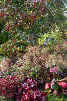 Cushion spurge (Euphorbia polychroma), Skimmia, common spindle (Euonymus eurpaeus) in autumn