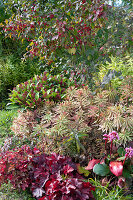 Vielfarbige Wolfsmilch (Euphorbia polychroma), Skimmia, Spindelstrauch (Euonymus eurpaeus) im Herbst