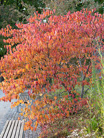 Judas tree (Cercis siliquastrum) in autumn leaves in the park