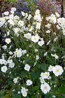 Herbstanemone 'Honorine Jobert' (Anemone Japonica), Hybriden im Garten