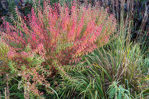 Sumpf-Wolfsmilch (Euphorbia palustris) im Garten