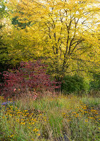 Blühende Rudbeckien (Rudbeckia), Japanischer Schneeball (Viburnum plicatum) und Laubbäume im Herbst