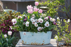 Parrot tulip (Tulipa), 'Pink Vision', horned violet (Viola cornuta) in pot