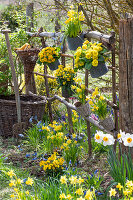 Daffodils (Narcissus), grape hyacinth (Muscari), golden violet (Erysimum), primroses in the garden