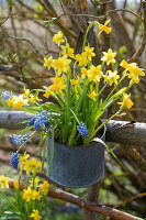 Narzissen (Narcissus) und Traubenhyazinthe (Muscari) im Topf