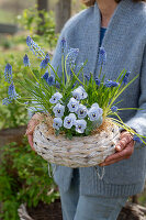 Grape hyacinth (Muscari), horned violet (Viola cornuta), forget-me-not (Myosotis) in flower basket