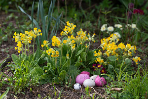 Primroses (Primula veris) in the garden with colorful Easter eggs