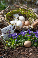 Scented violets (Viola odorata), chicken eggs, tea cups and willow wreath in the flower bed