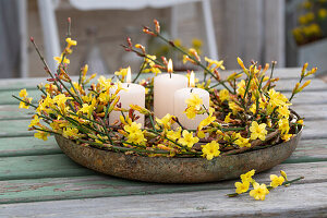 Winter jasmine (Jasmimum nudiflorum) wreath with candles