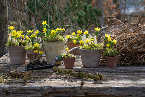 Winterlinge (Eranthis hyemalis) beim Einpflanzen in Blumentöpfe