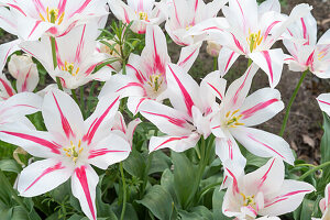 Tulip 'Marilyn' (Tulipa) flowering in the garden