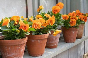 Stiefmütterchen (Viola wittrockina) 'Cats orange' in Blumentöpfen am Fensterbrett