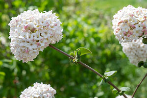 Fragrant Arrowwood 'Aurora', (Viburnum carlesii)