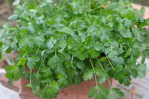 Parsley 'Gigante d'Italia' in a pot