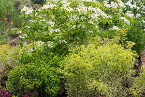 Schneeball (Viburnum plicatum), Purpurglöckchen (Heuchera), Wolfsmilch (Euphorbia) im Beet