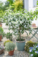 Flowering gentian shrub (Solanum rantonnetii) in a pot