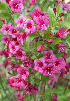 Flowering Weigelie 'Bristol Ruby' (Weigelia)