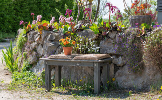 Bergenia, candytufts, garden pansy (Viola wittrockiana) 'Cats orange', azalea