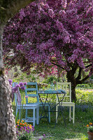 Seats in the garden under flowering ornamental apple tree 'Rudolph' (Malus)