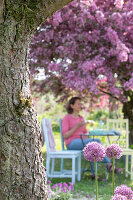 Sitzplatz im Garten unter blühendem Zierapfelbaum 'Rudolph' (Malus) und Zierlauch