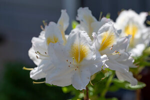 Sommergrüne Azalee 'Schneegold' (Rhododendron luteum)