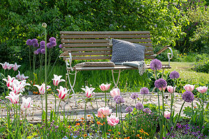 Lily-flowered tulip 'Marilyn' and tulip Angelique (Tulipa), Allium in the garden